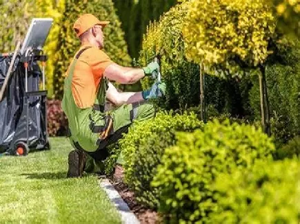 Picture of a lawn care service professional trimming the hedges